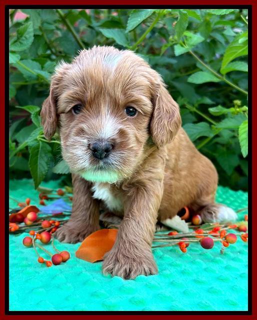 Haven Gambler 4 weeks individual 191