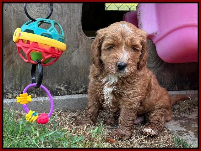 Haven Gambler 6 weeks individual 231