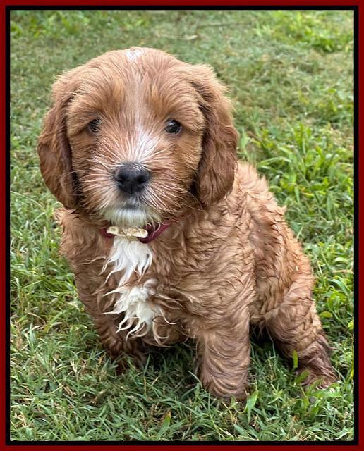 Haven Gambler 6 weeks individual 251