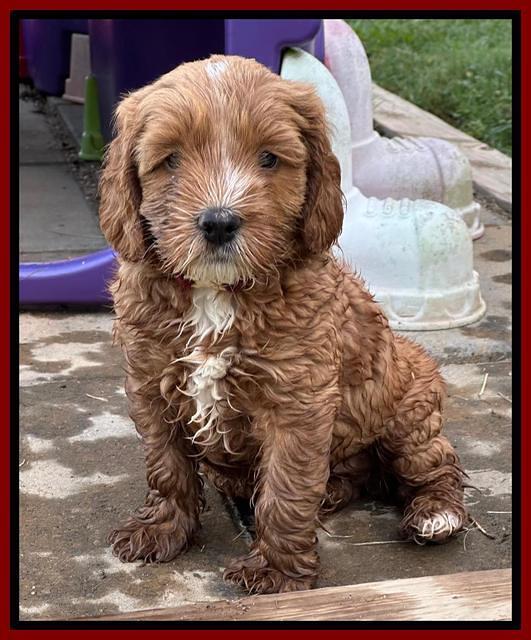 Haven Gambler 6 weeks individual 261