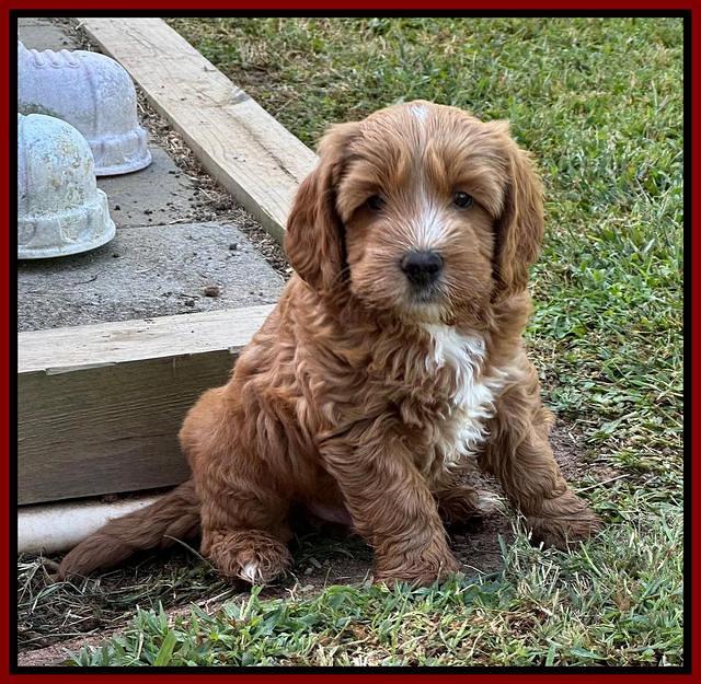 Haven Gambler 7 weeks individual 201