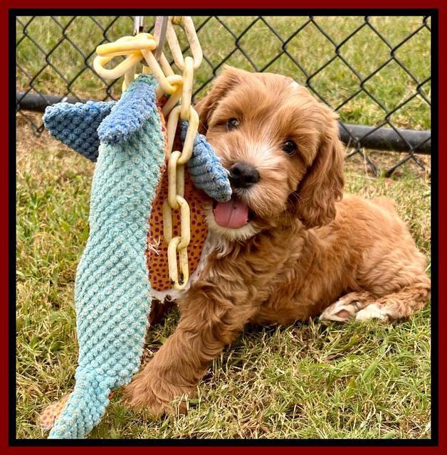 Haven Gambler 7 weeks individual 211