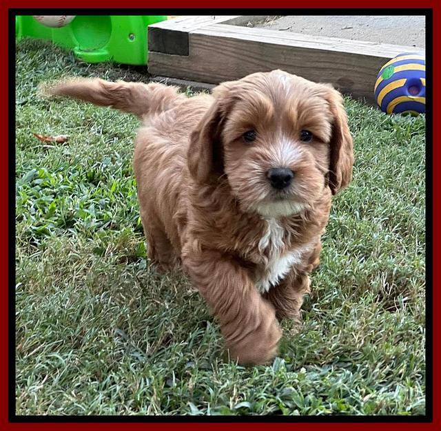 Haven Gambler 7 weeks individual 221