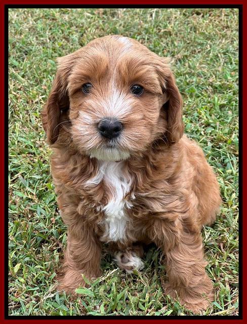 Haven Gambler 7 weeks individual 231