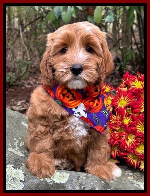 Haven Gambler 8 weeks individual 1382