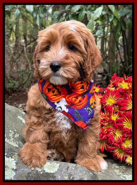 Haven Gambler 8 weeks individual 4382