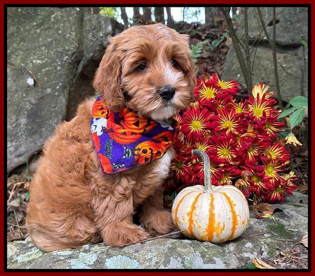 Haven Gambler 8 weeks individual 5382