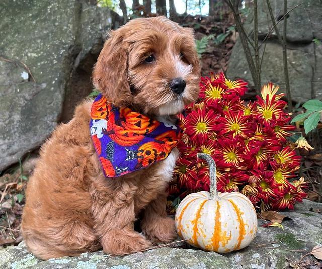 Haven Gambler 8 weeks individual 6382