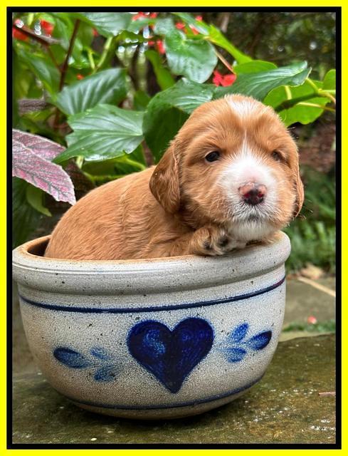 Haven Gambler 3 weeks individual 231