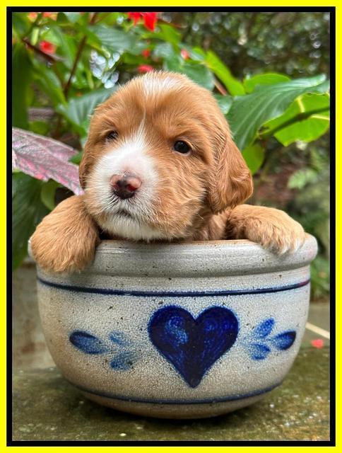 Haven Gambler 3 weeks individual 251