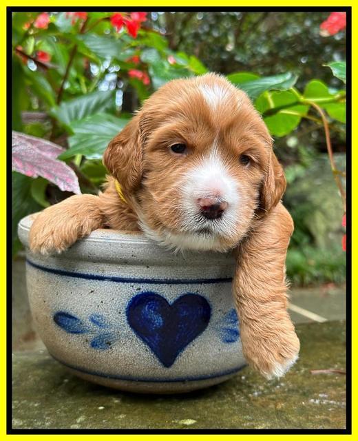 Haven Gambler 3 weeks individual 261