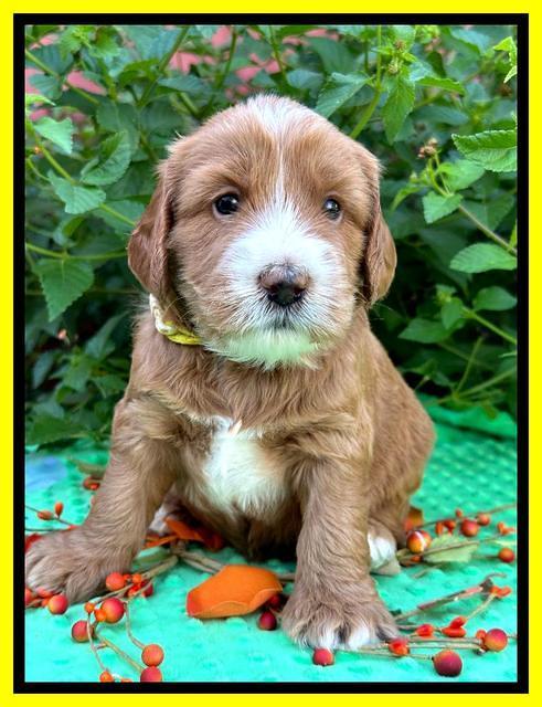 Haven Gambler 4 weeks individual 221