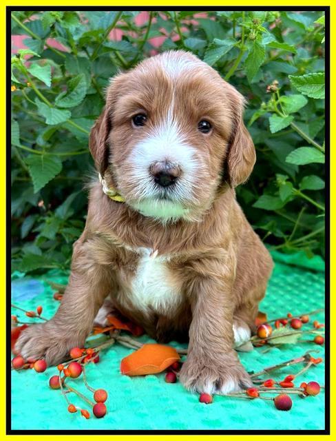 Haven Gambler 4 weeks individual 231