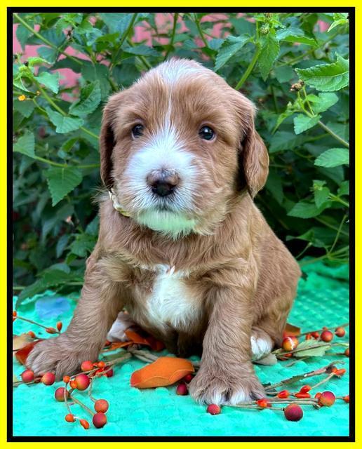 Haven Gambler 4 weeks individual 241