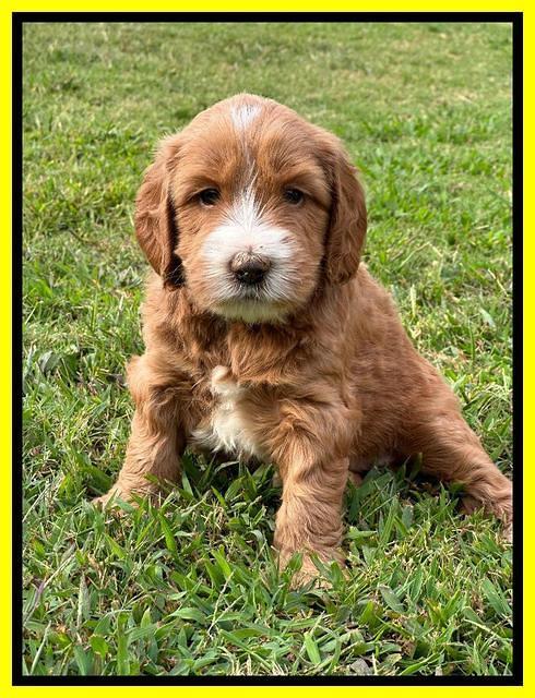 Haven Gambler 5 weeks individual 401