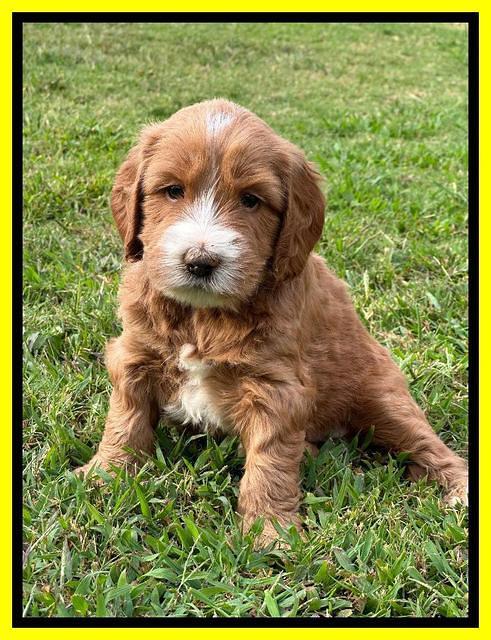 Haven Gambler 5 weeks individual 411