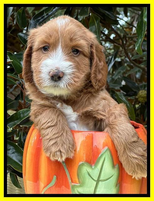 Haven Gambler 5 weeks individual 431