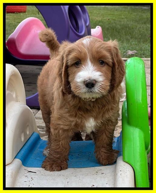 Haven Gambler 6 weeks individual 301