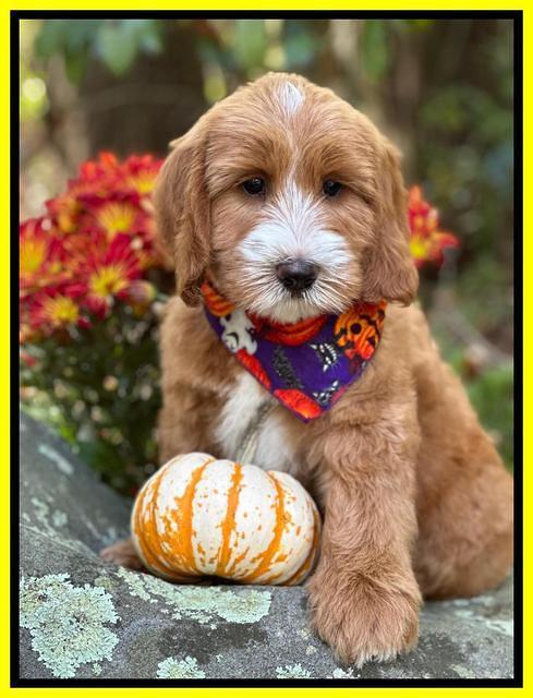 Haven Gambler 8 weeks individual 41