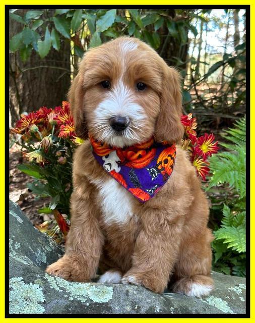 Haven Gambler 8 weeks individual 51