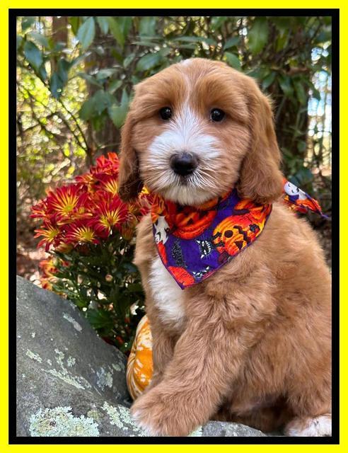 Haven Gambler 8 weeks individual 71