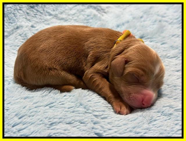 Haven Gambler newborn individual 181