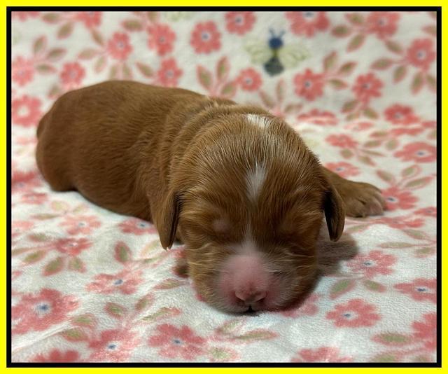 Haven Gambler one week individual 161