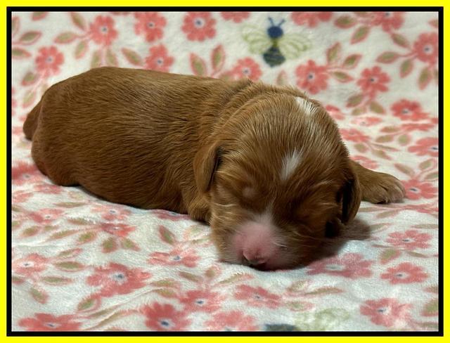 Haven Gambler one week individual 171