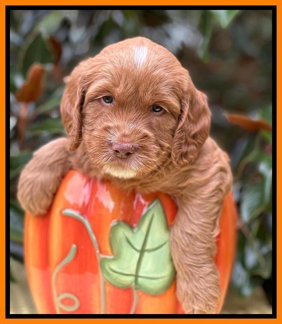 Haven Gambler 5 weeks individual 461