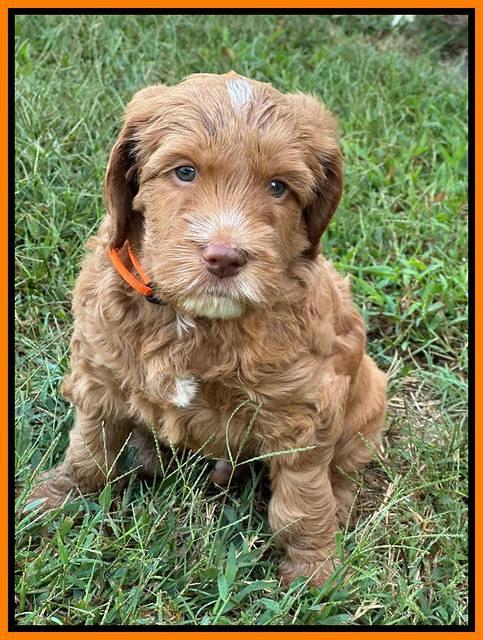 Haven Gambler 6 weeks individual 331