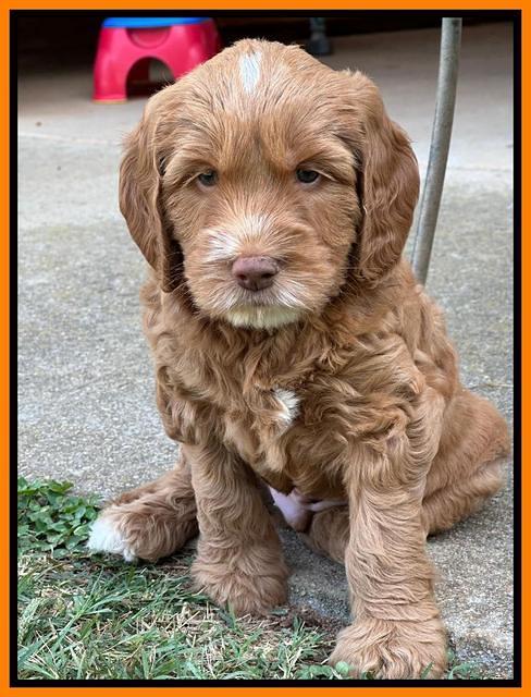 Haven Gambler 6 weeks individual 361