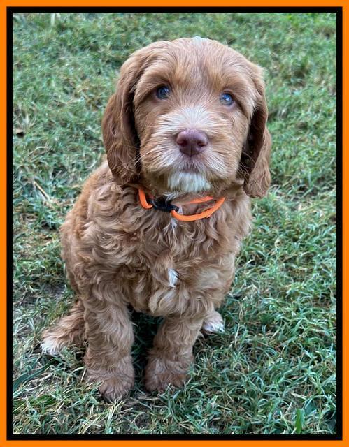 Haven Gambler 7 weeks individual 311