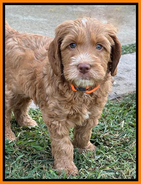 Haven Gambler 7 weeks individual 331