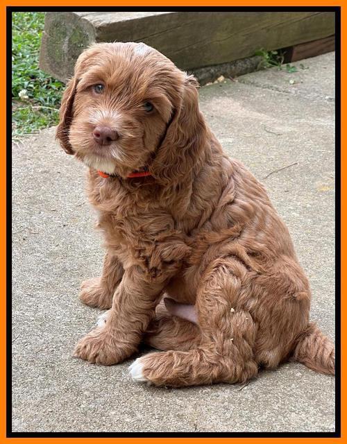 Haven Gambler 7 weeks individual 341