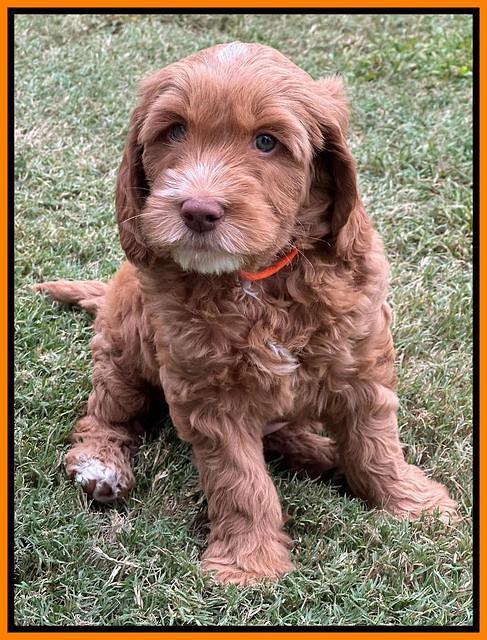 Haven Gambler 7 weeks individual 351