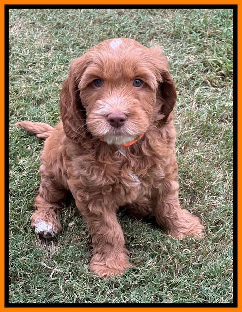 Haven Gambler 7 weeks individual 361