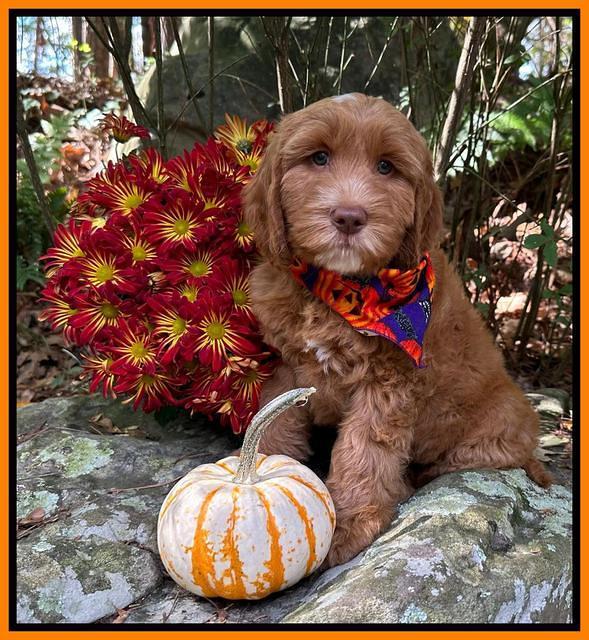 Haven Gambler 8 weeks individual 111