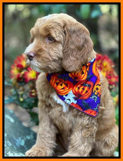 Haven Gambler 8 weeks individual 191