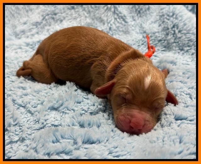 Haven Gambler newborn individual 211