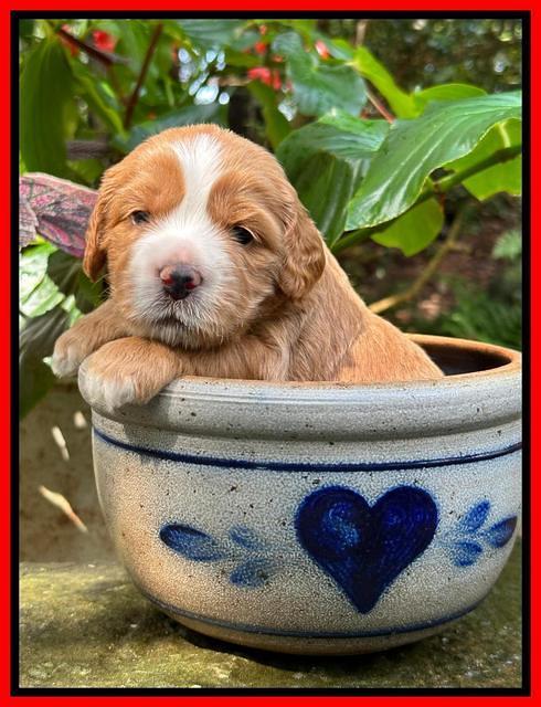 Haven Gambler 3 weeks individual 321