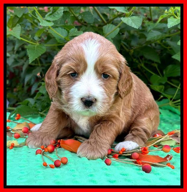 Haven Gambler 4 weeks individual 341