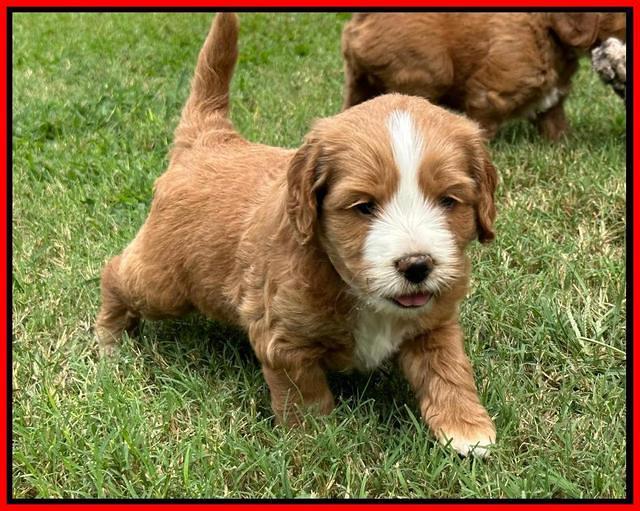 Haven Gambler 5 weeks individual 521