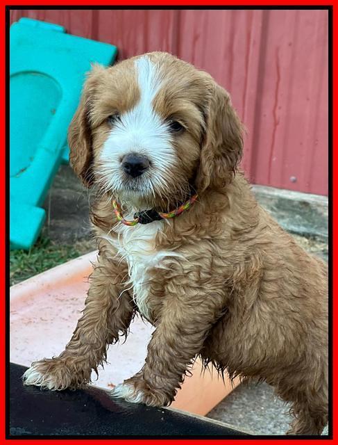 Haven Gambler 6 weeks individual 371