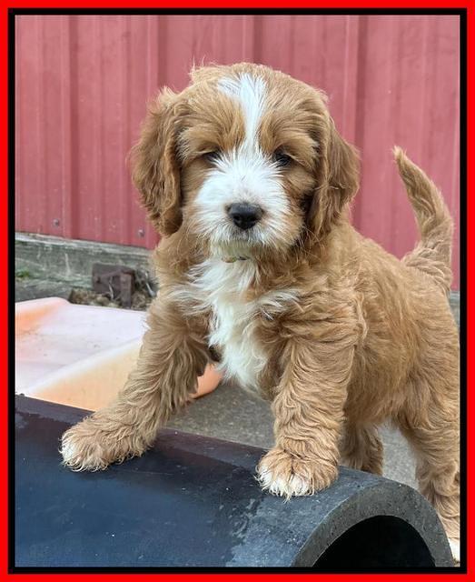 Haven Gambler 7 weeks individual 441