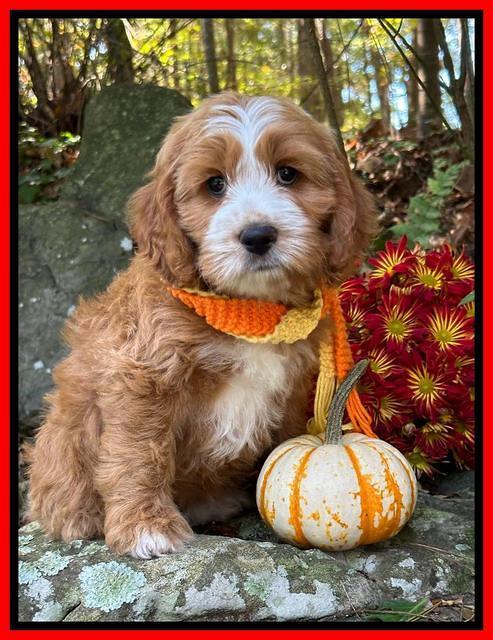 Haven Gambler 8 weeks individual 31382