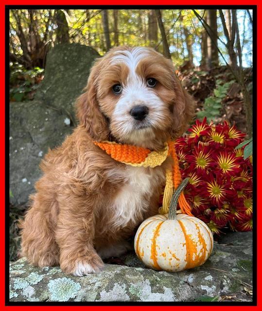 Haven Gambler 8 weeks individual 32382