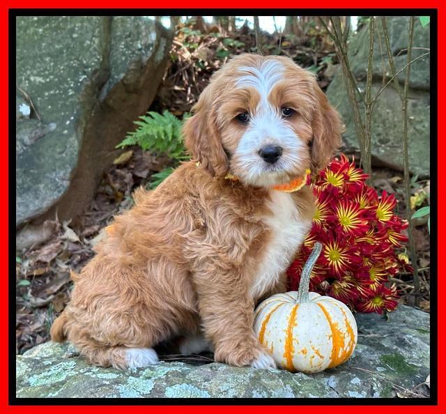 Haven Gambler 8 weeks individual 34382