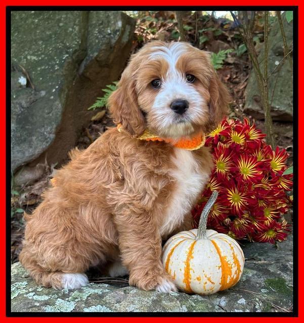 Haven Gambler 8 weeks individual 35382