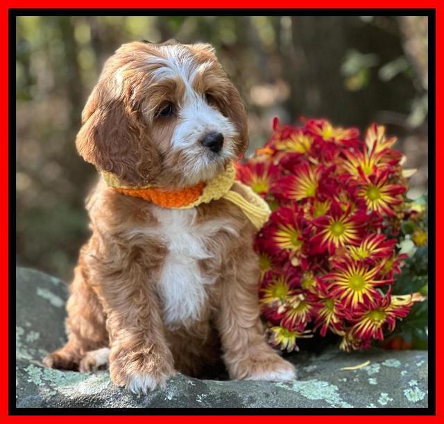 Haven Gambler 8 weeks individual 36382