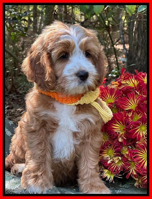 Haven Gambler 8 weeks individual 37382